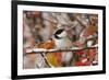 Adult Black-capped Chickadee in Snow, Grand Teton NP,Wyoming-Rolf Nussbaumer-Framed Photographic Print