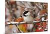 Adult Black-capped Chickadee in Snow, Grand Teton NP,Wyoming-Rolf Nussbaumer-Mounted Photographic Print