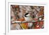 Adult Black-capped Chickadee in Snow, Grand Teton NP,Wyoming-Rolf Nussbaumer-Framed Photographic Print