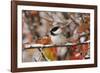 Adult Black-capped Chickadee in Snow, Grand Teton NP,Wyoming-Rolf Nussbaumer-Framed Photographic Print