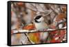 Adult Black-capped Chickadee in Snow, Grand Teton NP,Wyoming-Rolf Nussbaumer-Framed Stretched Canvas