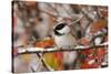 Adult Black-capped Chickadee in Snow, Grand Teton NP,Wyoming-Rolf Nussbaumer-Stretched Canvas