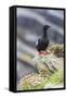 Adult Black Guillemot (Cepphus Grylle) on Sumburgh Head, Mainland Island, Shetland Isles, Scotland-Michael Nolan-Framed Stretched Canvas