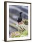 Adult Black Guillemot (Cepphus Grylle) on Sumburgh Head, Mainland Island, Shetland Isles, Scotland-Michael Nolan-Framed Photographic Print