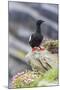 Adult Black Guillemot (Cepphus Grylle) on Sumburgh Head, Mainland Island, Shetland Isles, Scotland-Michael Nolan-Mounted Photographic Print