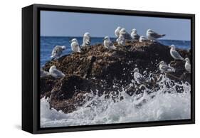 Adult Black-Legged Kittiwake (Rissa Tridactyla), Lofoton Islands, Norway, Scandinavia, Europe-Michael Nolan-Framed Stretched Canvas