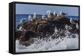 Adult Black-Legged Kittiwake (Rissa Tridactyla), Lofoton Islands, Norway, Scandinavia, Europe-Michael Nolan-Framed Stretched Canvas