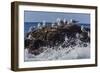 Adult Black-Legged Kittiwake (Rissa Tridactyla), Lofoton Islands, Norway, Scandinavia, Europe-Michael Nolan-Framed Photographic Print