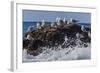 Adult Black-Legged Kittiwake (Rissa Tridactyla), Lofoton Islands, Norway, Scandinavia, Europe-Michael Nolan-Framed Photographic Print