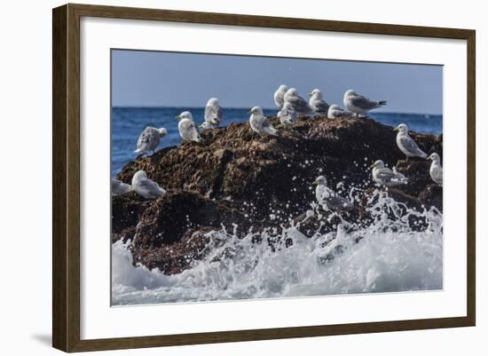 Adult Black-Legged Kittiwake (Rissa Tridactyla), Lofoton Islands, Norway, Scandinavia, Europe-Michael Nolan-Framed Photographic Print