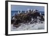 Adult Black-Legged Kittiwake (Rissa Tridactyla), Lofoton Islands, Norway, Scandinavia, Europe-Michael Nolan-Framed Photographic Print