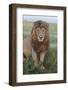 Adult black maned lion, Serengeti National Park, Tanzania, leo-Adam Jones-Framed Photographic Print