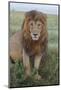 Adult black maned lion, Serengeti National Park, Tanzania, leo-Adam Jones-Mounted Photographic Print