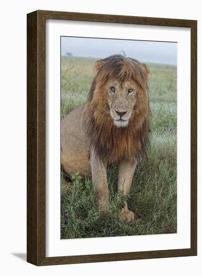 Adult black maned lion, Serengeti National Park, Tanzania, leo-Adam Jones-Framed Photographic Print