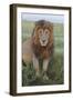 Adult black maned lion, Serengeti National Park, Tanzania, leo-Adam Jones-Framed Photographic Print