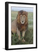 Adult black maned lion, Serengeti National Park, Tanzania, leo-Adam Jones-Framed Photographic Print