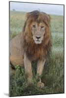 Adult black maned lion, Serengeti National Park, Tanzania, leo-Adam Jones-Mounted Photographic Print