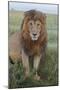 Adult black maned lion, Serengeti National Park, Tanzania, leo-Adam Jones-Mounted Photographic Print