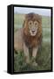 Adult black maned lion, Serengeti National Park, Tanzania, leo-Adam Jones-Framed Stretched Canvas