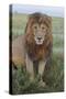 Adult black maned lion, Serengeti National Park, Tanzania, leo-Adam Jones-Stretched Canvas