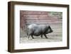 Adult Black Pot Pellied Pig Walking on Farm-Matt Freedman-Framed Photographic Print