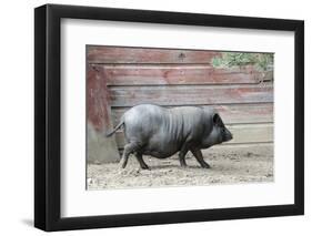 Adult Black Pot Pellied Pig Walking on Farm-Matt Freedman-Framed Photographic Print