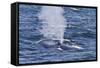 Adult Blue Whale (Balaenoptera Musculus), Southern Gulf of California (Sea of Cortez), Mexico-Michael Nolan-Framed Stretched Canvas
