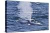 Adult Blue Whale (Balaenoptera Musculus), Southern Gulf of California (Sea of Cortez), Mexico-Michael Nolan-Stretched Canvas