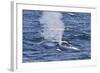 Adult Blue Whale (Balaenoptera Musculus), Southern Gulf of California (Sea of Cortez), Mexico-Michael Nolan-Framed Photographic Print