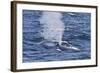 Adult Blue Whale (Balaenoptera Musculus), Southern Gulf of California (Sea of Cortez), Mexico-Michael Nolan-Framed Photographic Print