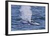 Adult Blue Whale (Balaenoptera Musculus), Southern Gulf of California (Sea of Cortez), Mexico-Michael Nolan-Framed Photographic Print