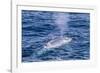 Adult Blue Whale (Balaenoptera Musculus) Surfacing Off Northwestern Spitsbergen Island-Michael Nolan-Framed Photographic Print