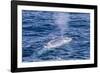 Adult Blue Whale (Balaenoptera Musculus) Surfacing Off Northwestern Spitsbergen Island-Michael Nolan-Framed Photographic Print