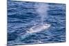Adult Blue Whale (Balaenoptera Musculus) Surfacing Off Northwestern Spitsbergen Island-Michael Nolan-Mounted Photographic Print