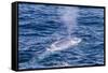 Adult Blue Whale (Balaenoptera Musculus) Surfacing Off Northwestern Spitsbergen Island-Michael Nolan-Framed Stretched Canvas