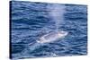 Adult Blue Whale (Balaenoptera Musculus) Surfacing Off Northwestern Spitsbergen Island-Michael Nolan-Stretched Canvas