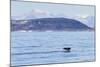 Adult Bowhead Whale (Balaena Mysticetus) Flukes Up Dive Off the Cumberland Peninsula-Michael Nolan-Mounted Photographic Print