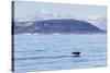 Adult Bowhead Whale (Balaena Mysticetus) Flukes Up Dive Off the Cumberland Peninsula-Michael Nolan-Stretched Canvas