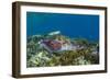 Adult broadclub cuttlefish courtship display, Sebayur Island, Flores Sea, Indonesia, Southeast Asia-Michael Nolan-Framed Photographic Print