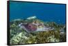 Adult broadclub cuttlefish courtship display, Sebayur Island, Flores Sea, Indonesia, Southeast Asia-Michael Nolan-Framed Stretched Canvas