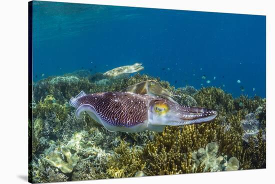 Adult broadclub cuttlefish courtship display, Sebayur Island, Flores Sea, Indonesia, Southeast Asia-Michael Nolan-Stretched Canvas