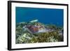 Adult broadclub cuttlefish courtship display, Sebayur Island, Flores Sea, Indonesia, Southeast Asia-Michael Nolan-Framed Photographic Print