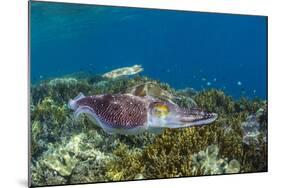 Adult broadclub cuttlefish courtship display, Sebayur Island, Flores Sea, Indonesia, Southeast Asia-Michael Nolan-Mounted Photographic Print