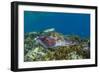 Adult broadclub cuttlefish courtship display, Sebayur Island, Flores Sea, Indonesia, Southeast Asia-Michael Nolan-Framed Premium Photographic Print