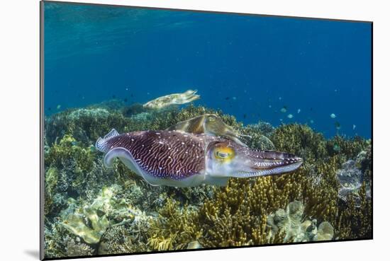 Adult broadclub cuttlefish courtship display, Sebayur Island, Flores Sea, Indonesia, Southeast Asia-Michael Nolan-Mounted Premium Photographic Print