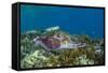 Adult broadclub cuttlefish courtship display, Sebayur Island, Flores Sea, Indonesia, Southeast Asia-Michael Nolan-Framed Stretched Canvas