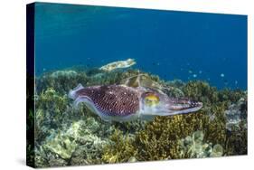 Adult broadclub cuttlefish courtship display, Sebayur Island, Flores Sea, Indonesia, Southeast Asia-Michael Nolan-Stretched Canvas