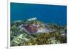 Adult broadclub cuttlefish courtship display, Sebayur Island, Flores Sea, Indonesia, Southeast Asia-Michael Nolan-Framed Photographic Print