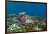 Adult broadclub cuttlefish courtship display, Sebayur Island, Flores Sea, Indonesia, Southeast Asia-Michael Nolan-Framed Photographic Print