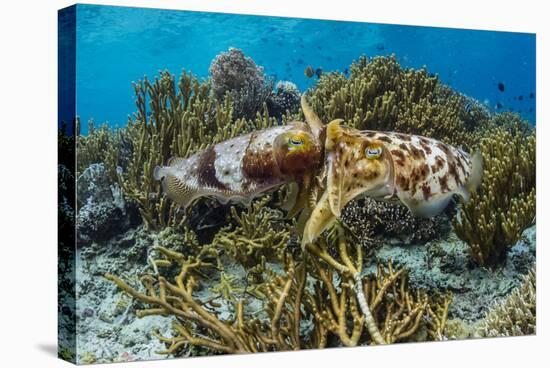 Adult broadclub cuttlefish mating on Sebayur Island, Flores Sea, Indonesia, Southeast Asia-Michael Nolan-Stretched Canvas